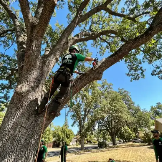 Certified arborist climbing a Tucson oak tree with chainsaw