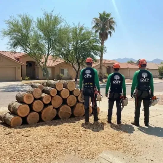Freshly cut oak logs from a Tucson tree removal